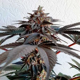 Golosa ® - Delicious Seeds - indica - WWW.SEEDS-BANK.CZ