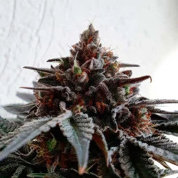 Golosa ® - Delicious Seeds - indica - WWW.SEEDS-BANK.CZ