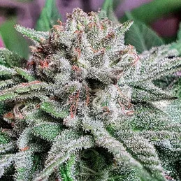 Golosa ® - Delicious Seeds - indica - WWW.SEEDS-BANK.CZ