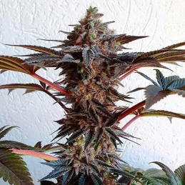 Golosa ® - Delicious Seeds - indica - WWW.SEEDS-BANK.CZ