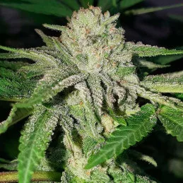 Golosa ® - Delicious Seeds - indica - WWW.SEEDS-BANK.CZ