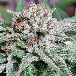Golosa ® - Delicious Seeds - indica - WWW.SEEDS-BANK.CZ