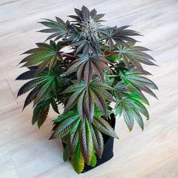 Golosa ® - Delicious Seeds - indica - WWW.SEEDS-BANK.CZ