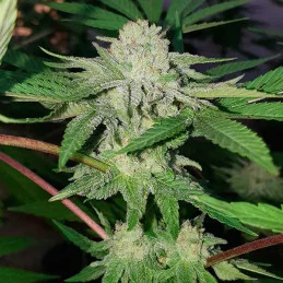 Golosa ® - Delicious Seeds - indica - WWW.SEEDS-BANK.CZ