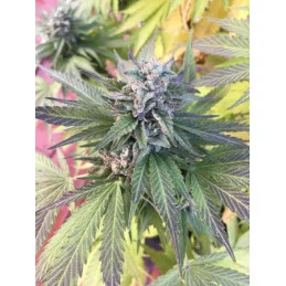 Golosa ® - Delicious Seeds - indica - WWW.SEEDS-BANK.CZ
