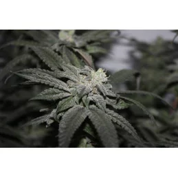 Golosa ® - Delicious Seeds - indica - WWW.SEEDS-BANK.CZ