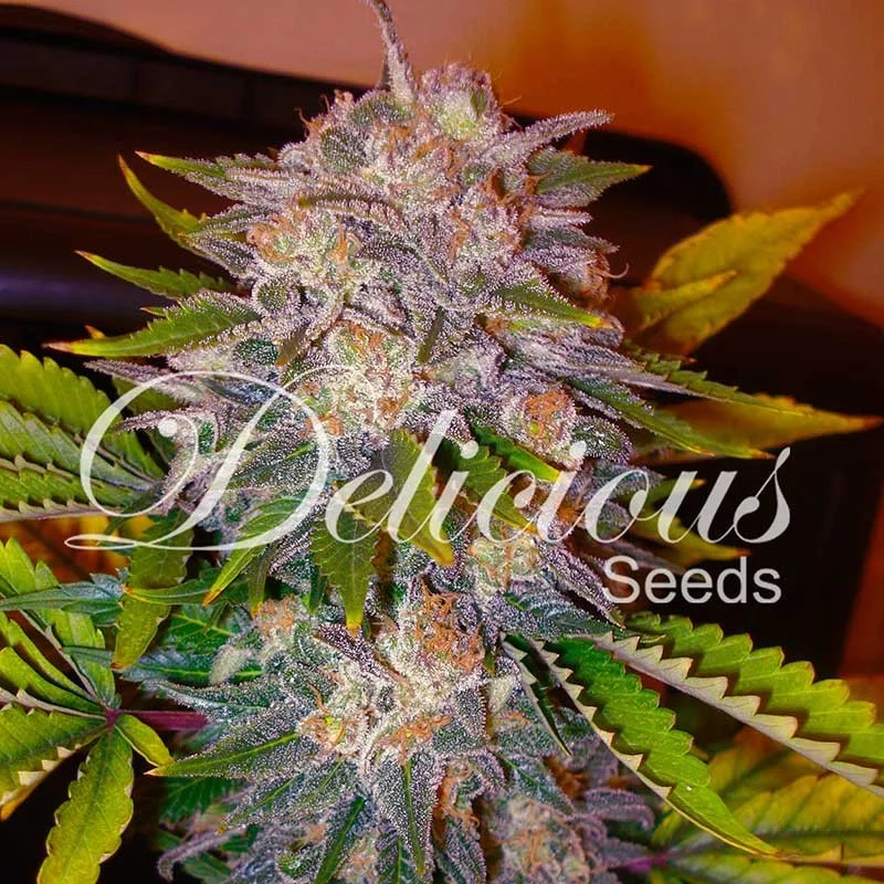 Caramelo - SATIVA Cannabis Seeds - WWW.SEEDS-BANK.CZ