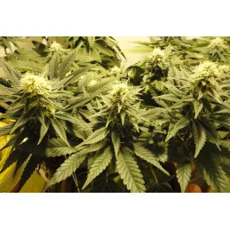 Caramelo - SATIVA Cannabis Seeds - WWW.SEEDS-BANK.CZ