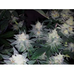 Caramelo - SATIVA Cannabis Seeds - WWW.SEEDS-BANK.CZ