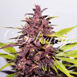AUTO DARK PURPLE ® - Delicious Seeds - WWW.SEEDS-BANK.CZ
