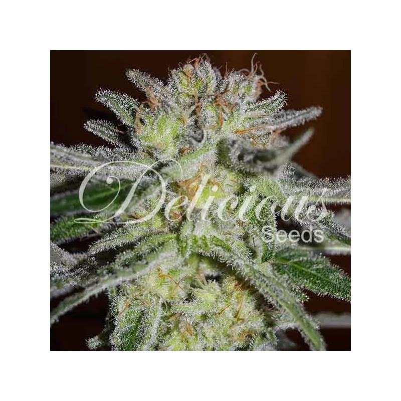 Northern Light Blue - INDICA Cannabis Seeds - WWW.SEEDS-BANK.CZ