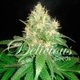 Northern Light Blue - INDICA Cannabis Seeds - WWW.SEEDS-BANK.CZ