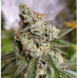 Northern Light Blue - INDICA Cannabis Seeds - WWW.SEEDS-BANK.CZ