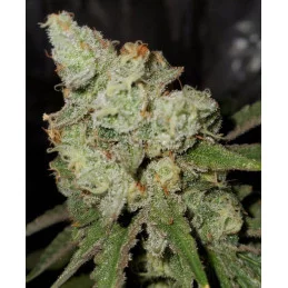 Northern Light Blue - INDICA Cannabis Seeds - WWW.SEEDS-BANK.CZ