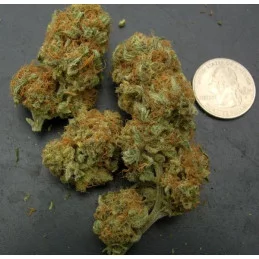 Northern Light Blue - INDICA Cannabis Seeds - WWW.SEEDS-BANK.CZ