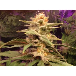 Caramelo - SATIVA Cannabis Seeds - WWW.SEEDS-BANK.CZ