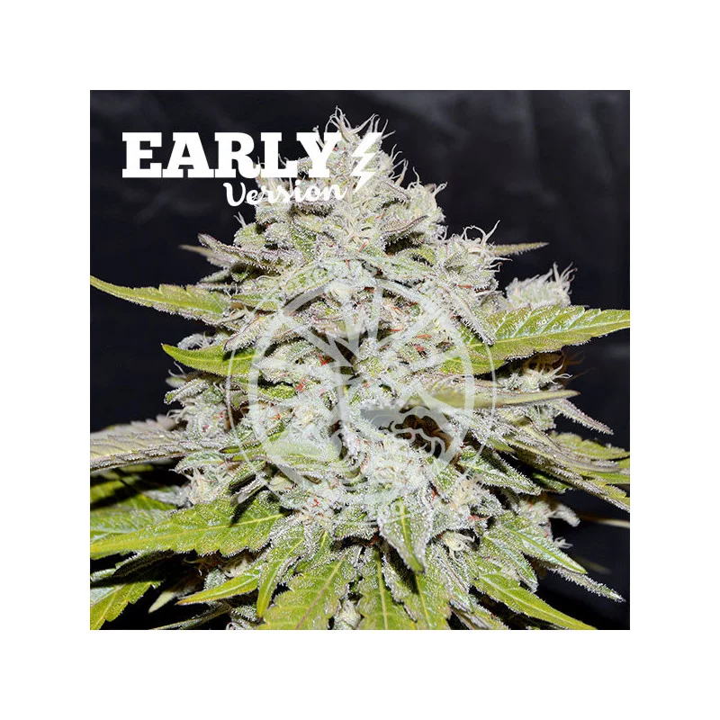 Bay Burger Early Version - Cannabis Seeds - WWW.SEEDS-BANK.CZ