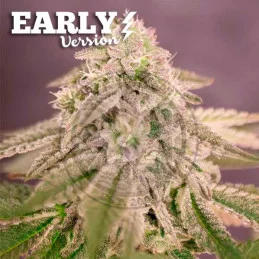 Bay Burger Early Version - Cannabis Seeds - WWW.SEEDS-BANK.CZ