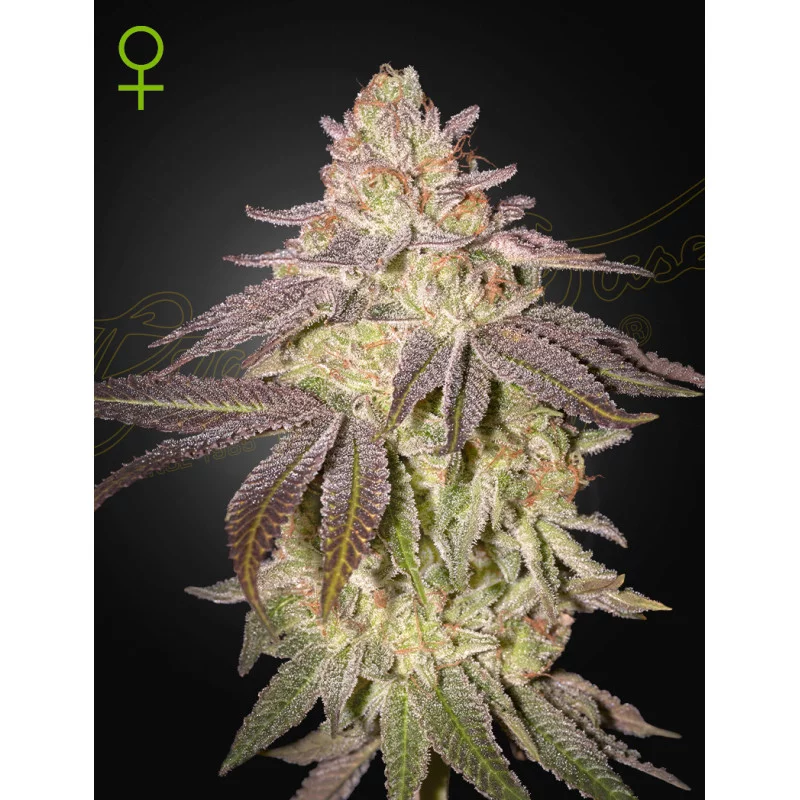 BLACK TOFFEE AUTO - Cannabis Seeds GHS - WWW.SEEDS-BANK.CZ