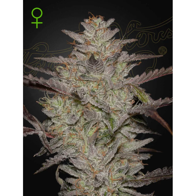 AlienZ Auto - Green House Seeds USA Genetic - WWW.SEEDS-BANK.CZ