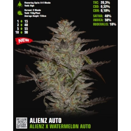 AlienZ Auto - Green House Seeds USA Genetic - WWW.SEEDS-BANK.CZ