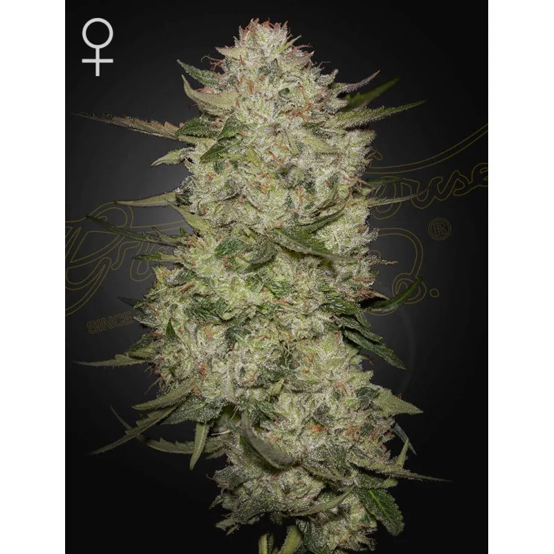 HighCloudZ Auto - Green House Seeds USA Genetic - WWW.SEEDS-BANK.CZ