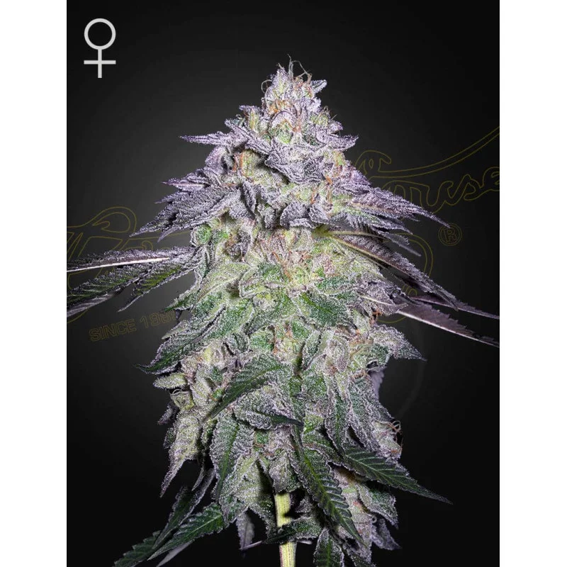 Nori Cake - Cannabis Seeds - WWW.SEEDS-BANK.CZ