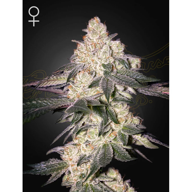 Moweeto - Cannabis Seeds - WWW.SEEDS-BANK.CZ
