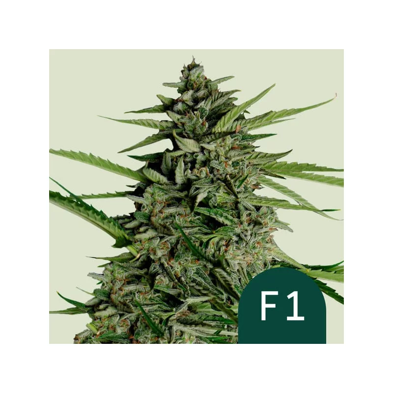 Orion F1- Royal Queen Seeds - F1 Hybrid Auto - WWW.SEEDS-BANK.CZ