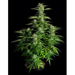 Orion F1- Royal Queen Seeds - F1 Hybrid Auto - WWW.SEEDS-BANK.CZ