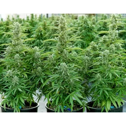 Orion F1- Royal Queen Seeds - F1 Hybrid Auto - WWW.SEEDS-BANK.CZ