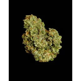 Orion F1- Royal Queen Seeds - F1 Hybrid Auto - WWW.SEEDS-BANK.CZ