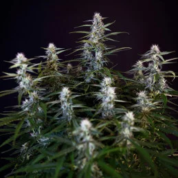 Orion F1- Royal Queen Seeds - F1 Hybrid Auto - WWW.SEEDS-BANK.CZ