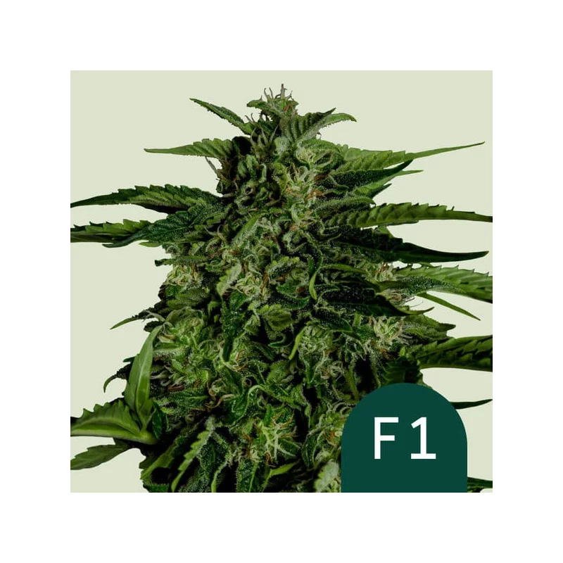 APOLLO F1 Hybrid R.Q.S. - Cannabis Seeds - WWW.SEEDS-BANK.CZ