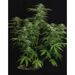 APOLLO F1 Hybrid R.Q.S. - Cannabis Seeds - WWW.SEEDS-BANK.CZ