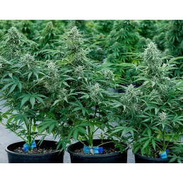 APOLLO F1 Hybrid R.Q.S. - Cannabis Seeds - WWW.SEEDS-BANK.CZ