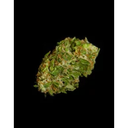APOLLO F1 Hybrid R.Q.S. - Cannabis Seeds - WWW.SEEDS-BANK.CZ