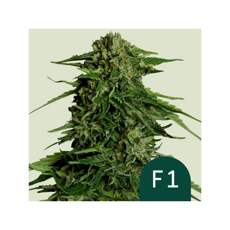 Epsilon F1- Royal Queen Seeds - F1 Hybrid Auto - WWW.SEEDS-BANK.CZ