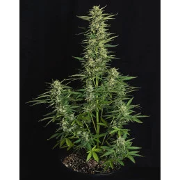 Epsilon F1- Royal Queen Seeds - F1 Hybrid Auto - WWW.SEEDS-BANK.CZ