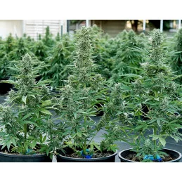 Epsilon F1- Royal Queen Seeds - F1 Hybrid Auto - WWW.SEEDS-BANK.CZ