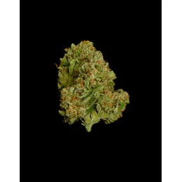Epsilon F1- Royal Queen Seeds - F1 Hybrid Auto - WWW.SEEDS-BANK.CZ