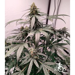 Epsilon F1- Royal Queen Seeds - F1 Hybrid Auto - WWW.SEEDS-BANK.CZ