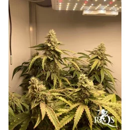 Epsilon F1- Royal Queen Seeds - F1 Hybrid Auto - WWW.SEEDS-BANK.CZ