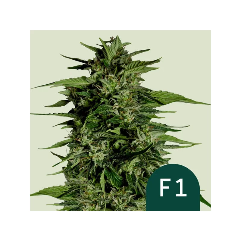 Hyperion F1- Royal Queen Seeds - F1 Hybrid Auto - WWW.SEEDS-BANK.CZ