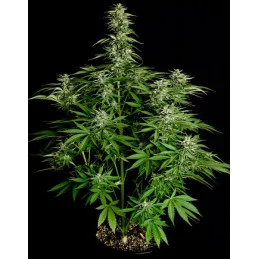 Hyperion F1- Royal Queen Seeds - F1 Hybrid Auto - WWW.SEEDS-BANK.CZ