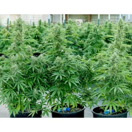 Hyperion F1- Royal Queen Seeds - F1 Hybrid Auto - WWW.SEEDS-BANK.CZ