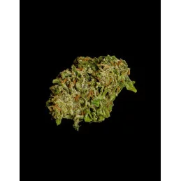 Hyperion F1- Royal Queen Seeds - F1 Hybrid Auto - WWW.SEEDS-BANK.CZ