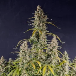 Hyperion F1- Royal Queen Seeds - F1 Hybrid Auto - WWW.SEEDS-BANK.CZ