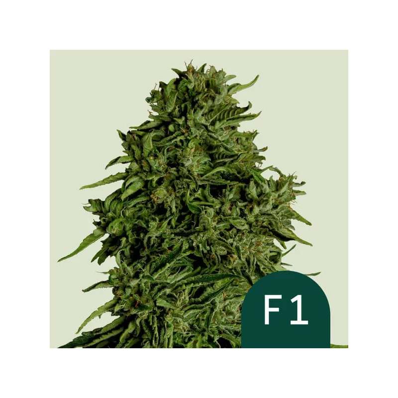 Cosmos F1 CBD - Royal Queen Seeds - F1 Hybrid Auto CBD - WWW.SEEDS-BANK.CZ