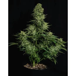 Cosmos F1 CBD - Royal Queen Seeds - F1 Hybrid Auto CBD - WWW.SEEDS-BANK.CZ